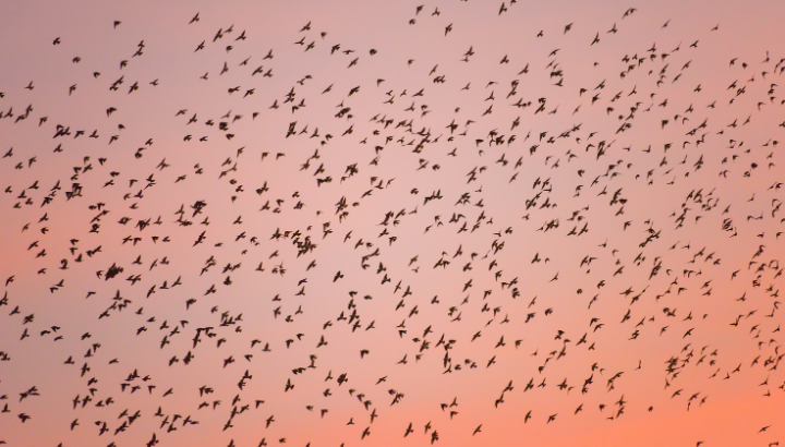 Initiation à la migration nocturne : bioacoustique